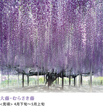大藤・むらさき藤 見頃 4月下旬～5月上旬