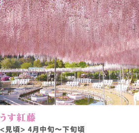 うす紅藤 見頃 4月中旬～下旬頃