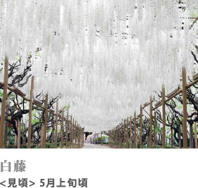 白藤 見頃 5月上旬頃
