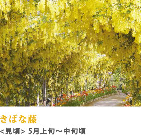 きばな藤 見頃 5月上旬～中旬頃