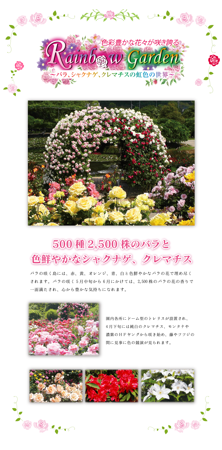 500種2,500株のバラと色鮮やかなシャクナゲ、クレマチス