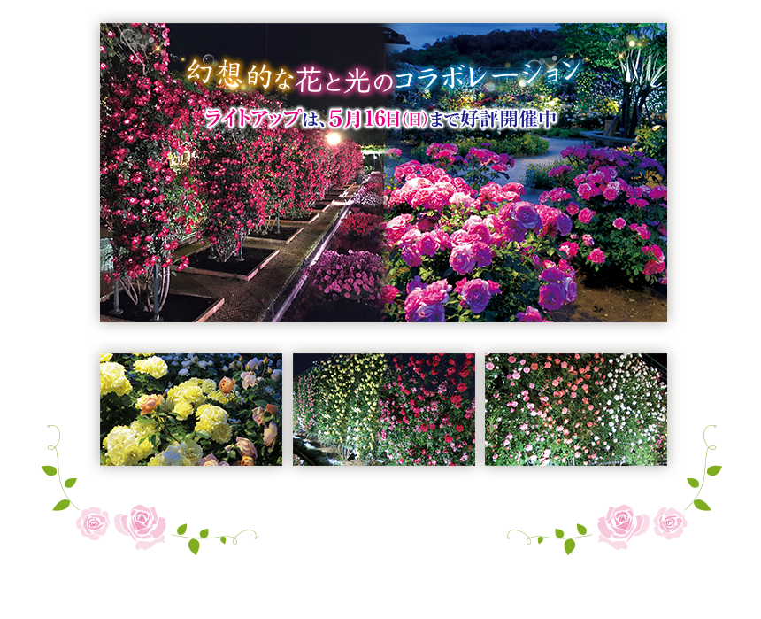 500種2,500株のバラと色鮮やかなシャクナゲ、クレマチス