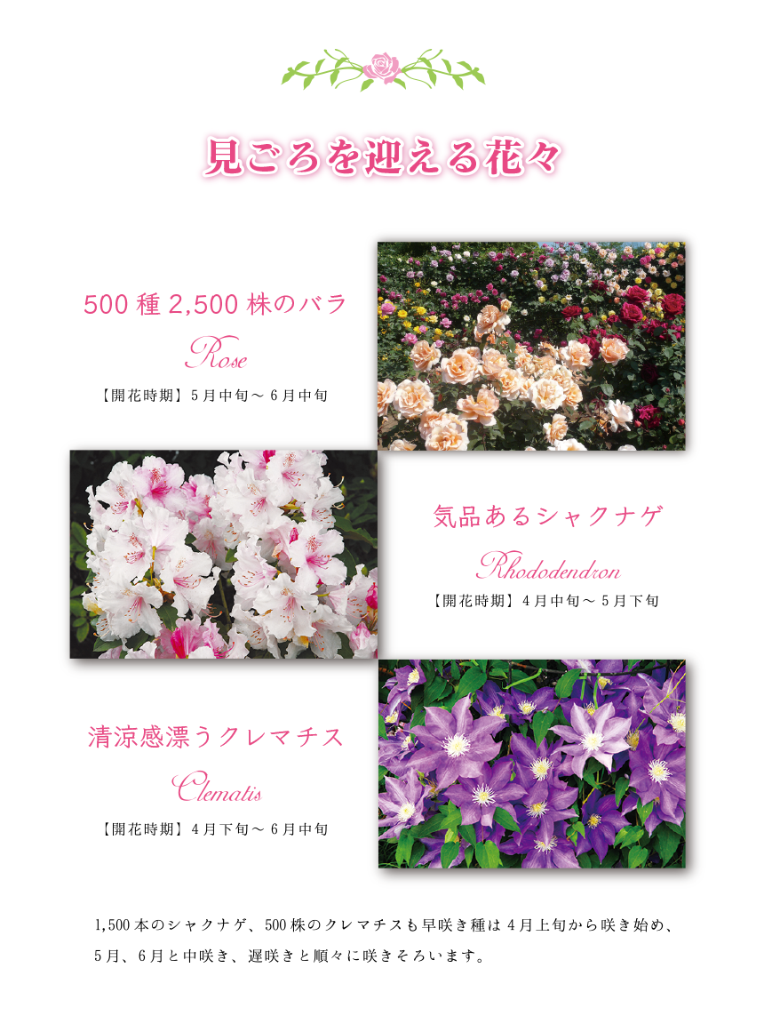 見ごろを迎える花々