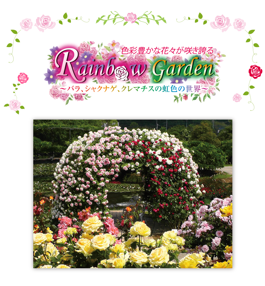 500種2,500株のバラと色鮮やかなシャクナゲ、クレマチス