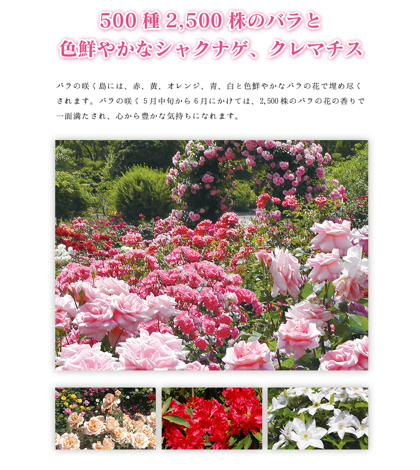 500種2,500株のバラと色鮮やかなシャクナゲ、クレマチス