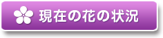現在の花の状況