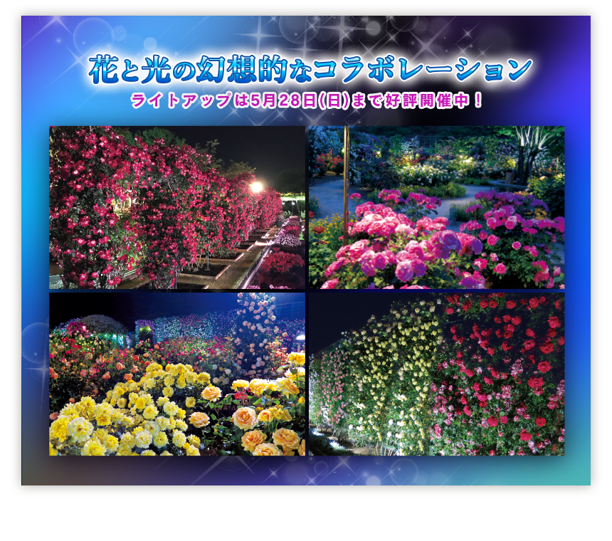 華やかなバラを中心とした虹色の世界