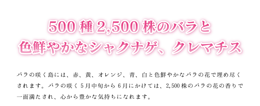 500種2,500株のバラと色鮮やかなシャクナゲ、クレマチス