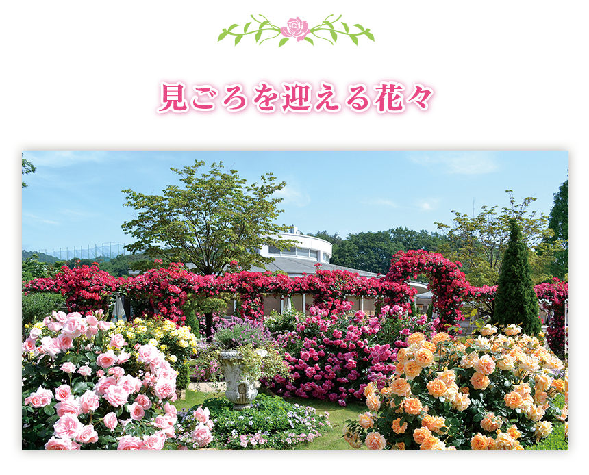 見ごろを迎える花々