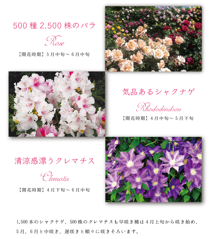 1,500本のシャクナゲ、500株のクレマチスも早咲き種は4月上旬から咲き始め、5月、6月と中咲、遅咲きと順々に咲きそろいます。
