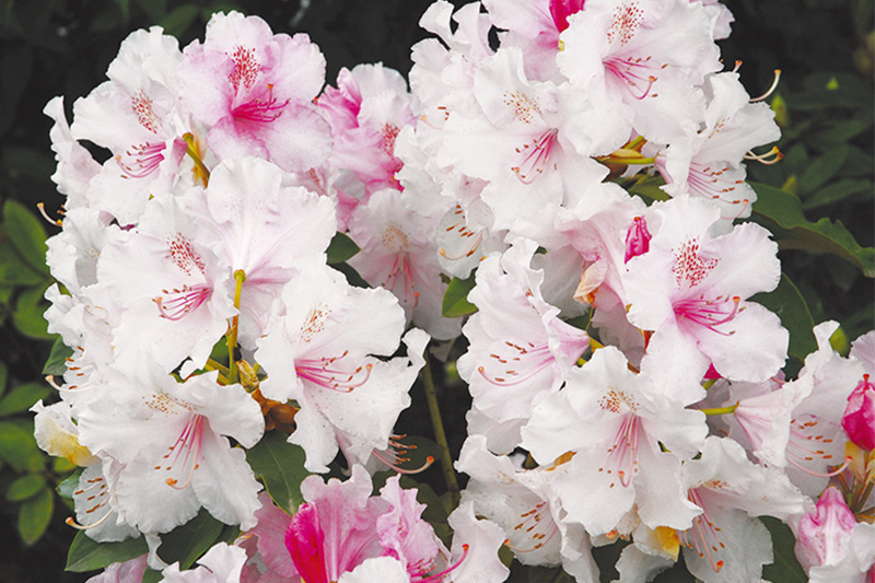 気品あるシャクナゲ