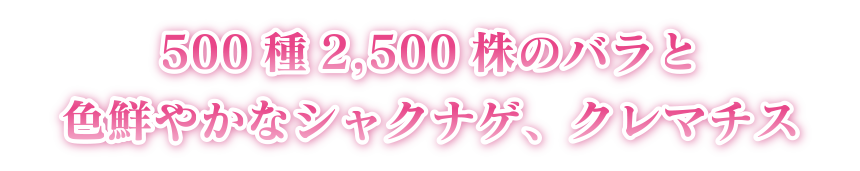 500種 2,500株のバラと色鮮やかなシャクナゲ、クレマチス