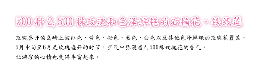 500种2,500株玫瑰和色泽鲜艳的石楠花、铁线莲
