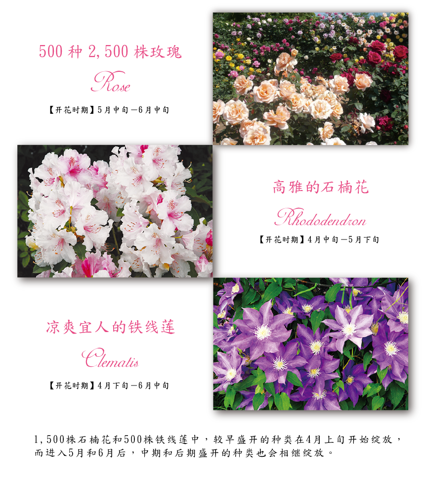 1,500株石楠花和500株铁线莲中，较早盛开的种类在4月上旬开始绽放，而进入5月和6月后，中期和后期盛开的种类也会相继绽放。