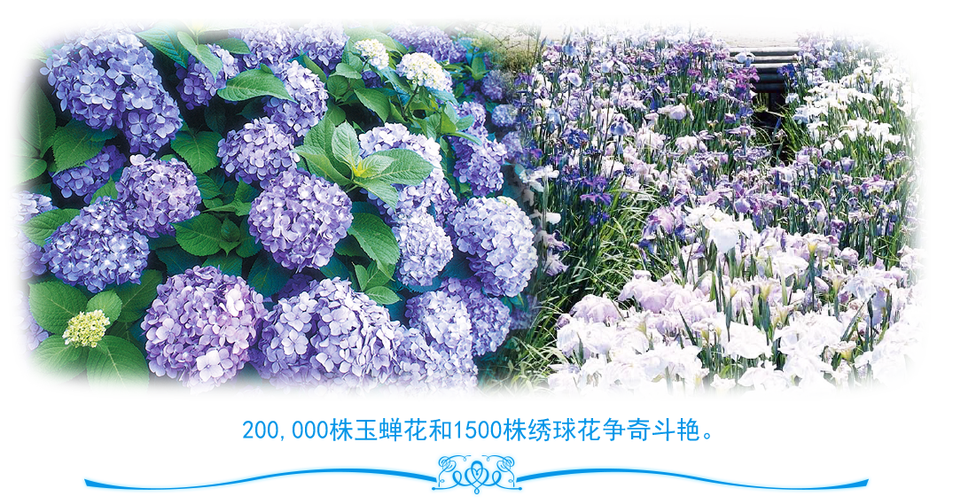 200,000株玉蝉花和1500株绣球花争奇斗艳。