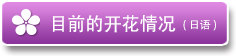 目前的开花情况