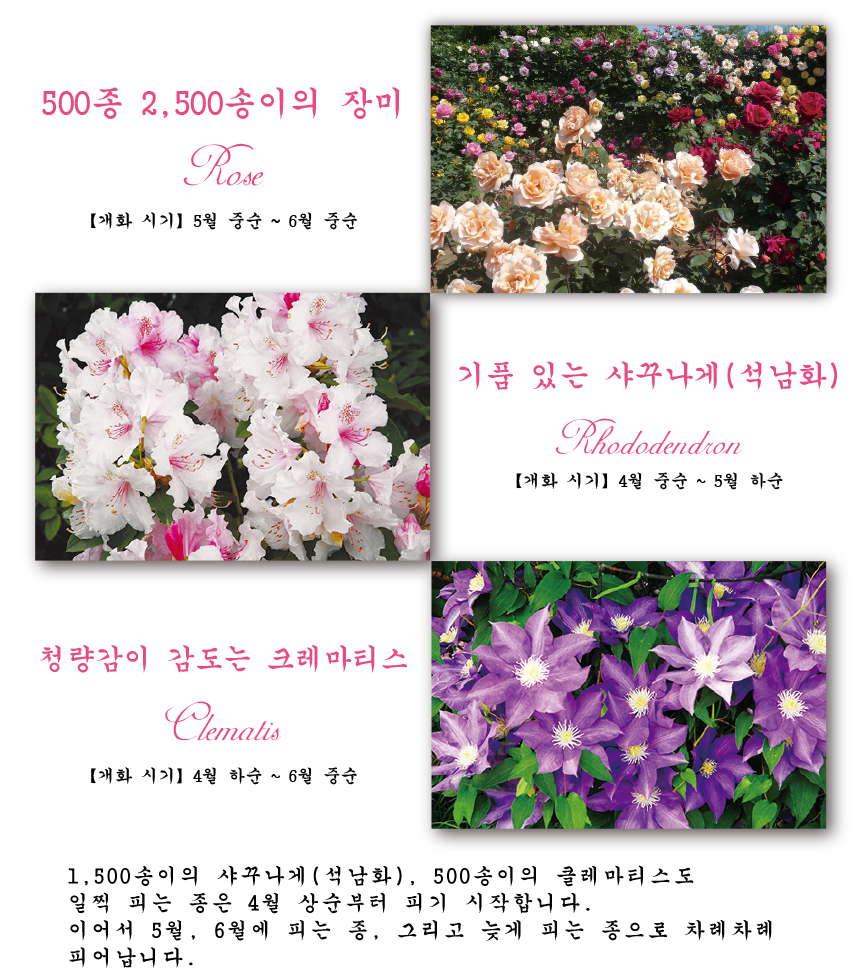 1,500本のシャクナゲ、500株のクレマチスも早咲き種は4月上旬から咲き始め、5月、6月と中咲、遅咲きと順々に咲きそろいます。