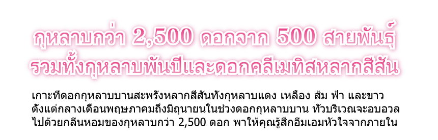 กุหลาบกว่า 2,500 ดอกจาก 500 สายพันธุ์ รวมทั้งกุหลาบพันปีและดอกคลีเมทิสหลากสีสัน