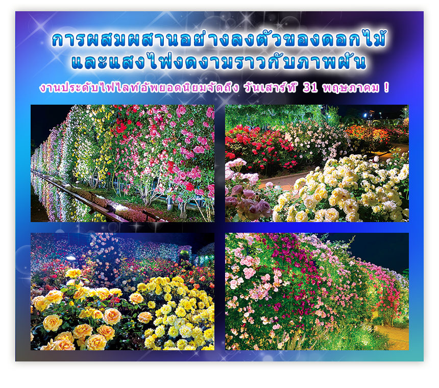 การผสมผสานอย่างลงตัวของดอกไม้และแสงไฟงดงามราวกับภาพฝัน