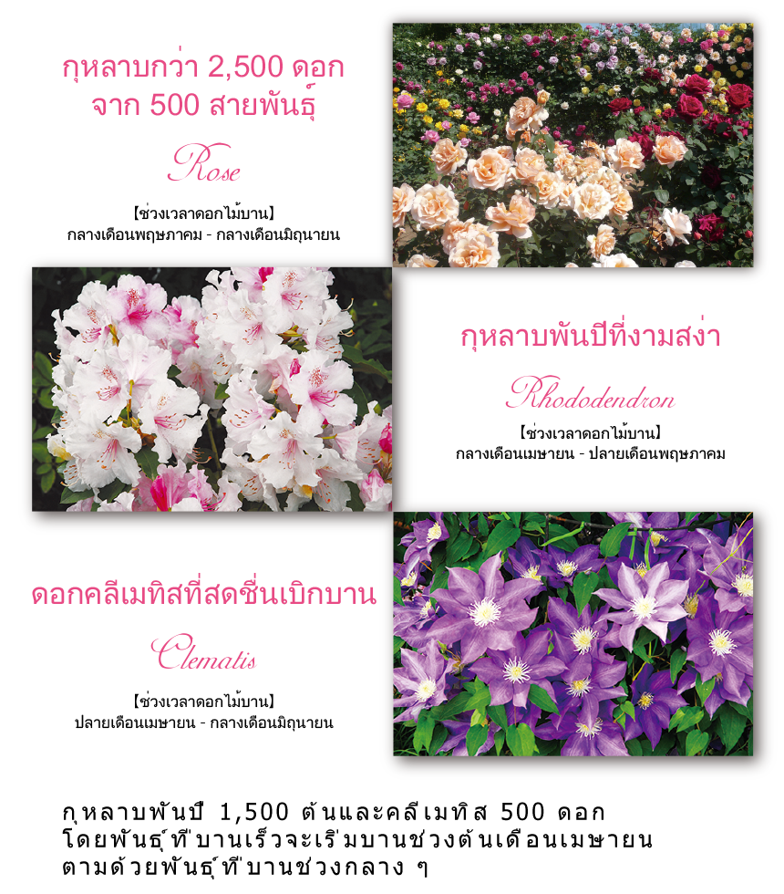 กุหลาบพันปี 1,500 ต้นและคลีเมทิส 500 ดอก โดยพันธุ์ที่บานเร็วจะเริ่มบานช่วงต้นเดือนเมษายนตามด้วยพันธุ์ที่บานช่วงกลาง ๆ และพันธุ์ที่บานช้าในเดือนพฤษภาคมและมิถุนายน 