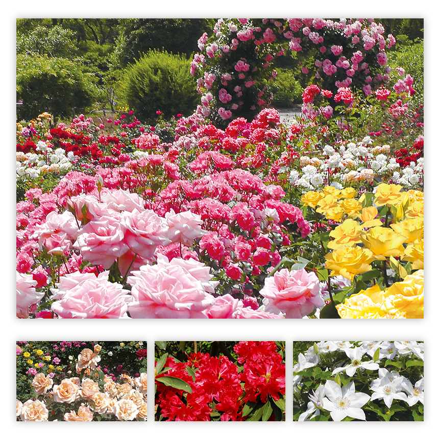The Rose Island is filled with beautiful red, yellow, orange, blue, and white roses.
        From mid-May to June, the fragrance of 2,500 blooming roses covers the entire area, enriching your heart.