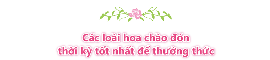 Flowers to watch now