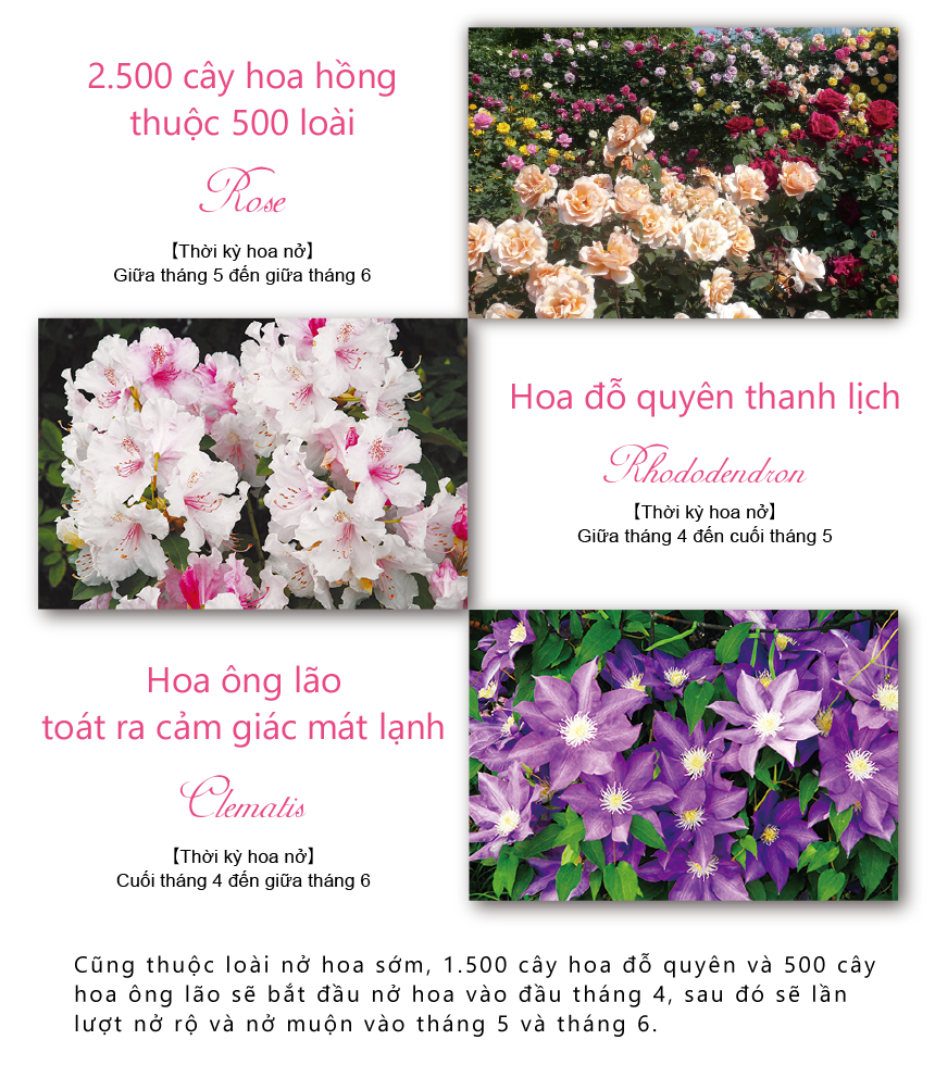 1,500 rhododendrons and 500 clematis plants for early blooming start blooming in early April,
        and those for mid and late will bloom in May and June.