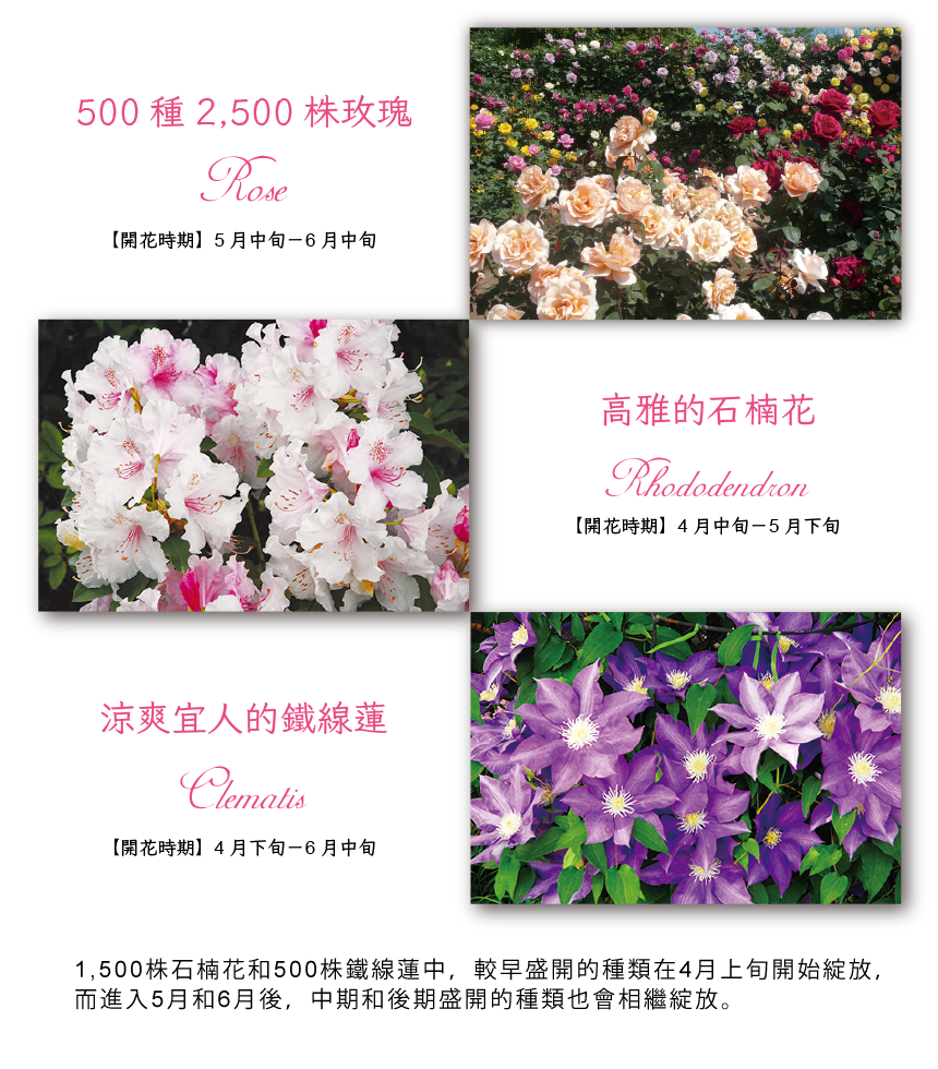 1,500株石楠花和500株鐵線蓮中，較早盛開的種類在4月上旬開始綻放，而進入5月和6月後，中期和後期盛開的種類也會相繼綻放。