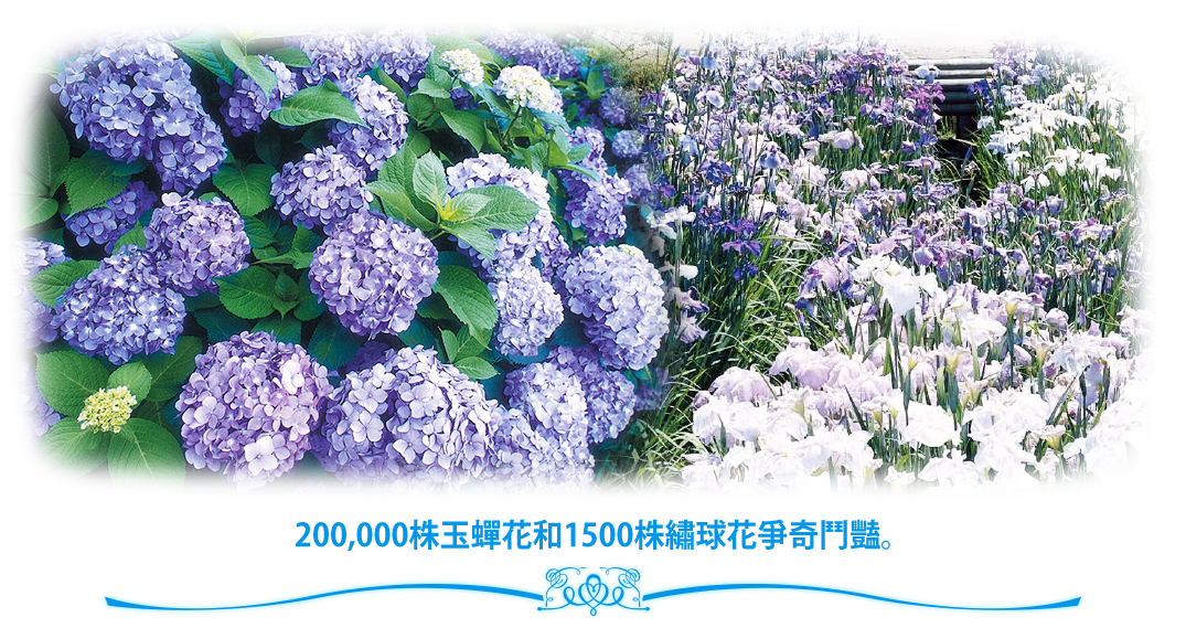 200,000株玉蟬花和1500株繡球花爭奇鬥豔。