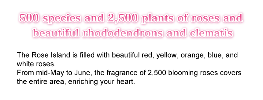 500 species and 2,500 plants of roses and beautiful rhododendrons and clematis