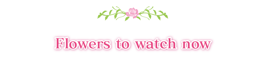 Flowers to watch now