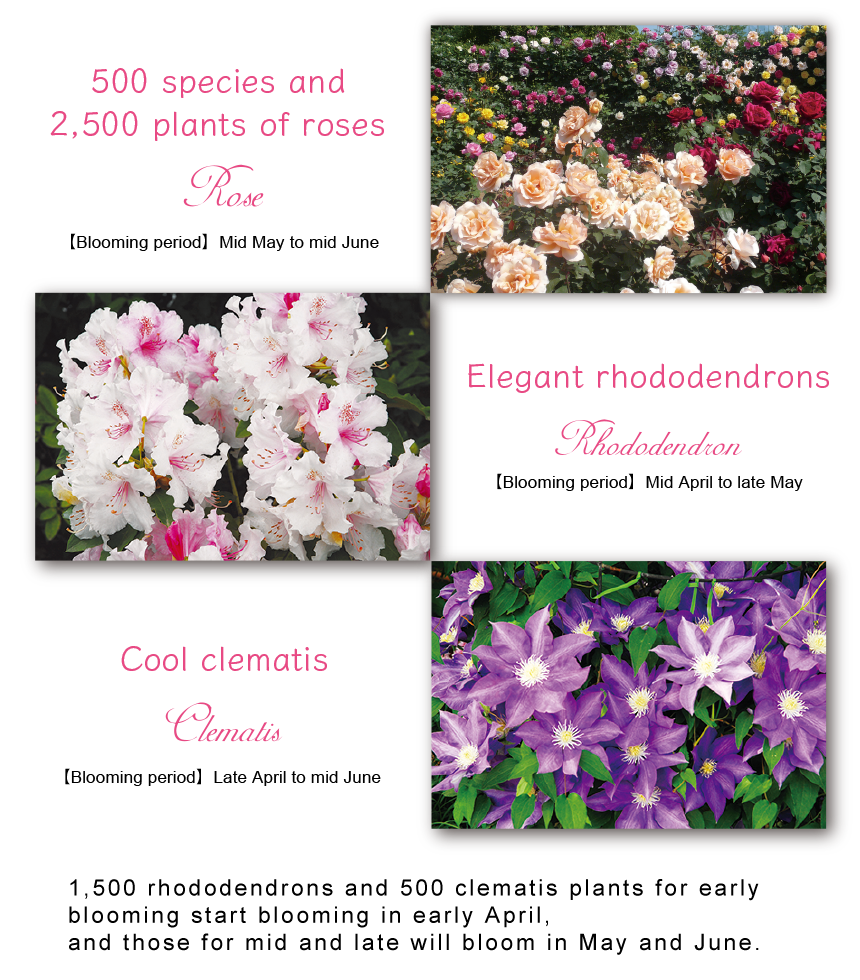 1,500 rhododendrons and 500 clematis plants for early blooming start blooming in early April,
        and those for mid and late will bloom in May and June.