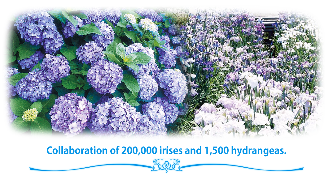 Collaboration of 200,000 irises and 1,500 hydrangeas.