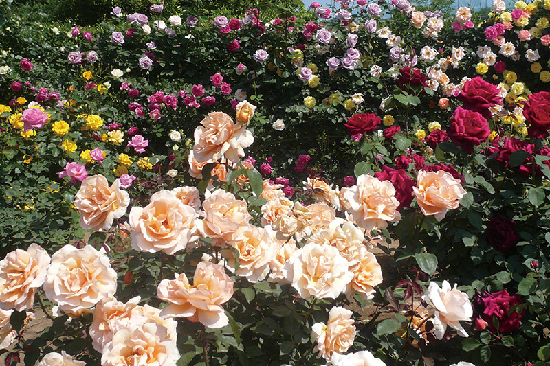 500種 2,500株のバラ