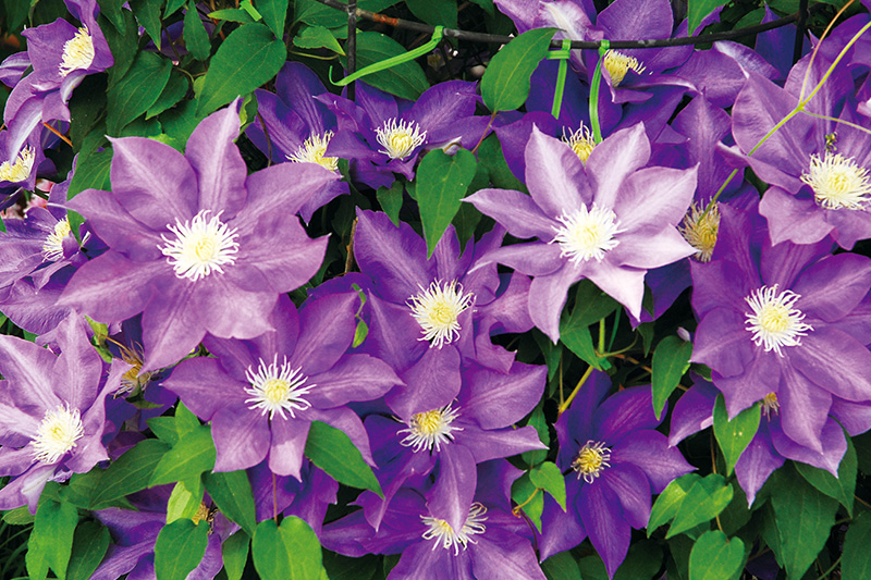 清涼感漂うクレマチス