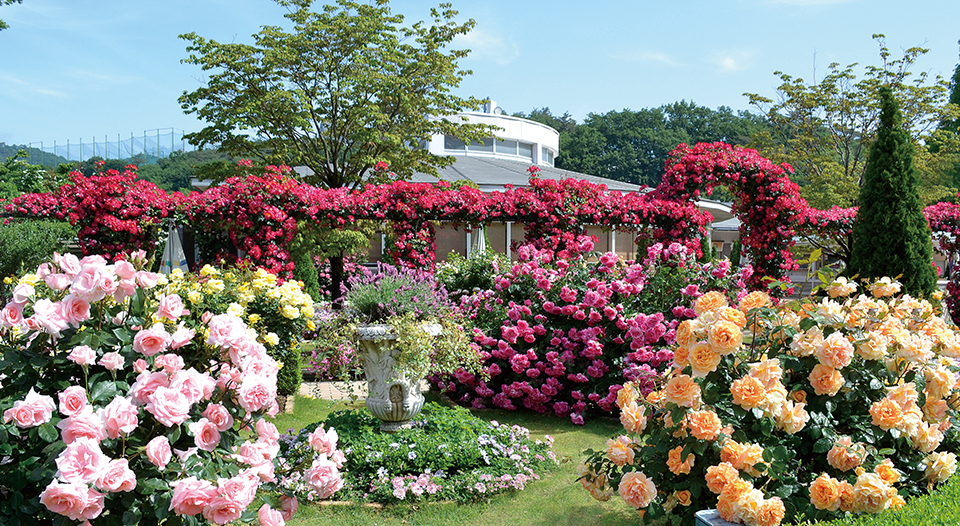 見ごろを迎える花々