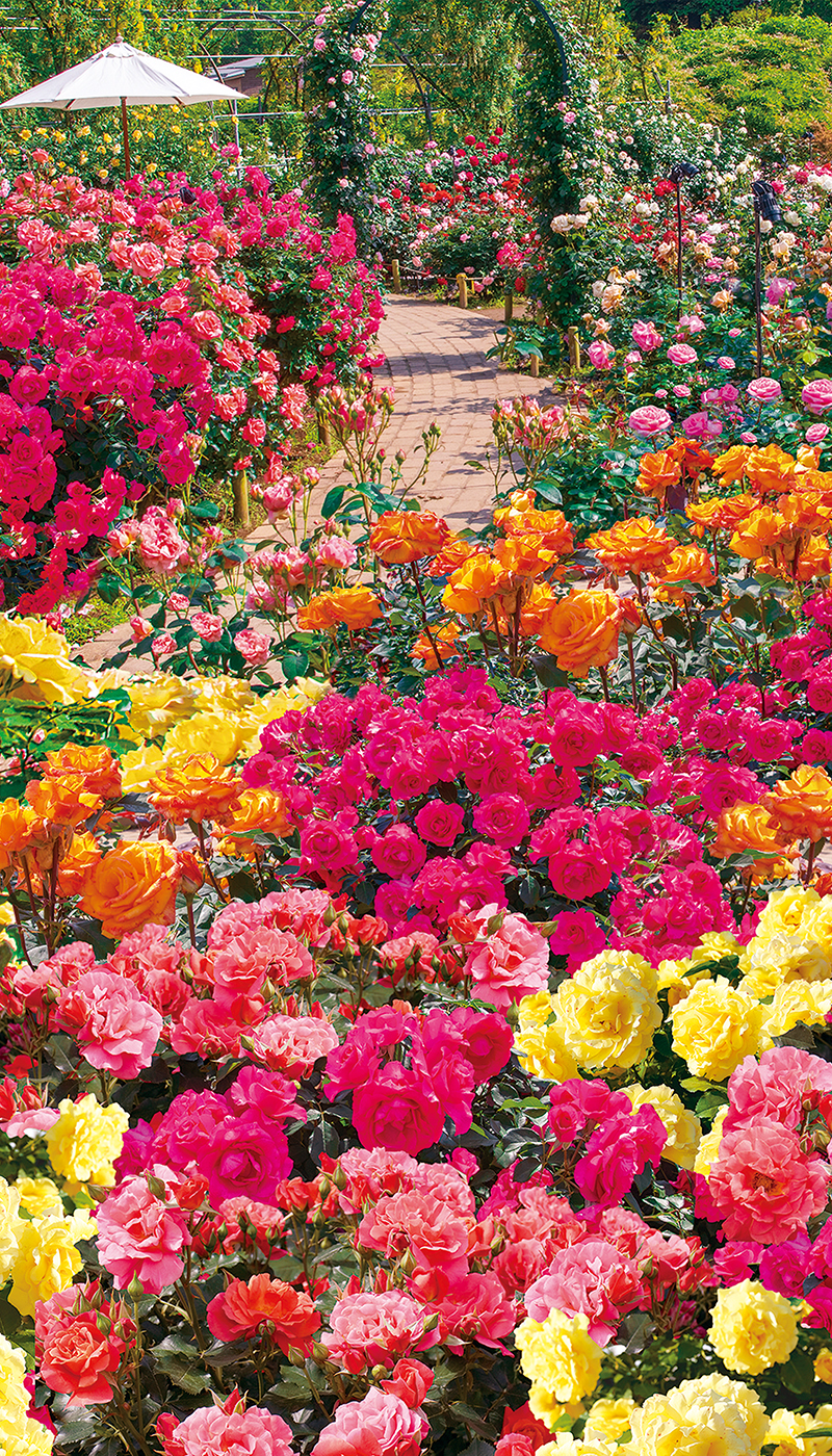 500種2,500株の華やかなバラ、見頃を迎えます。