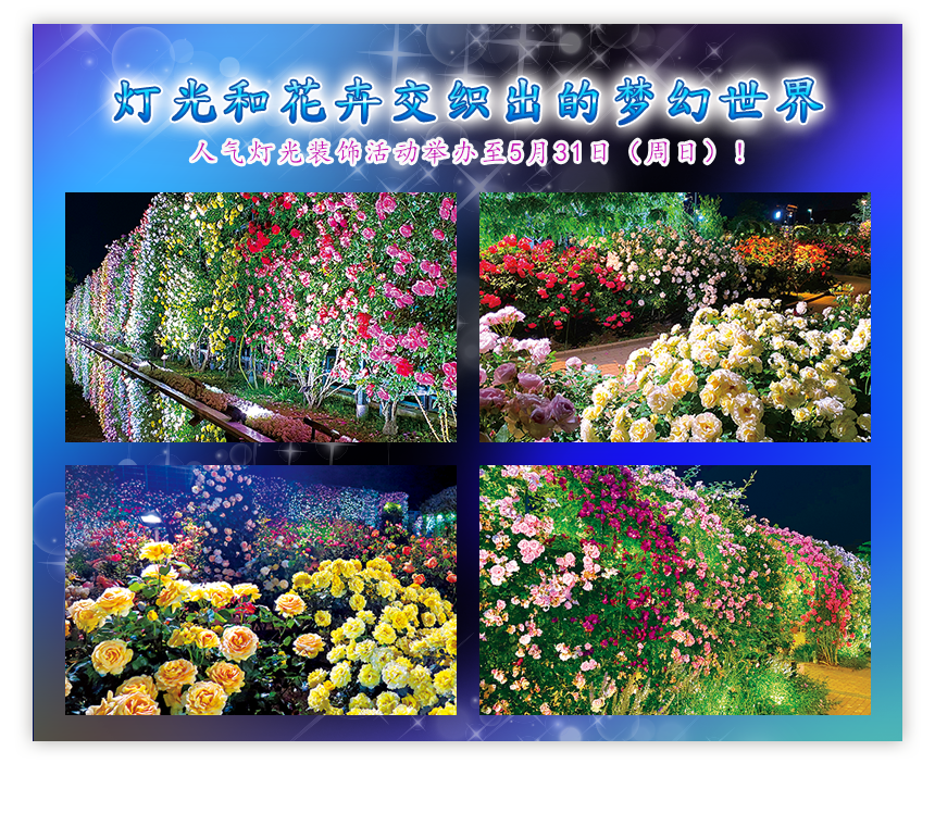 灯光和花卉交织出的梦幻世界