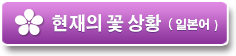 현재의 꽃 상황