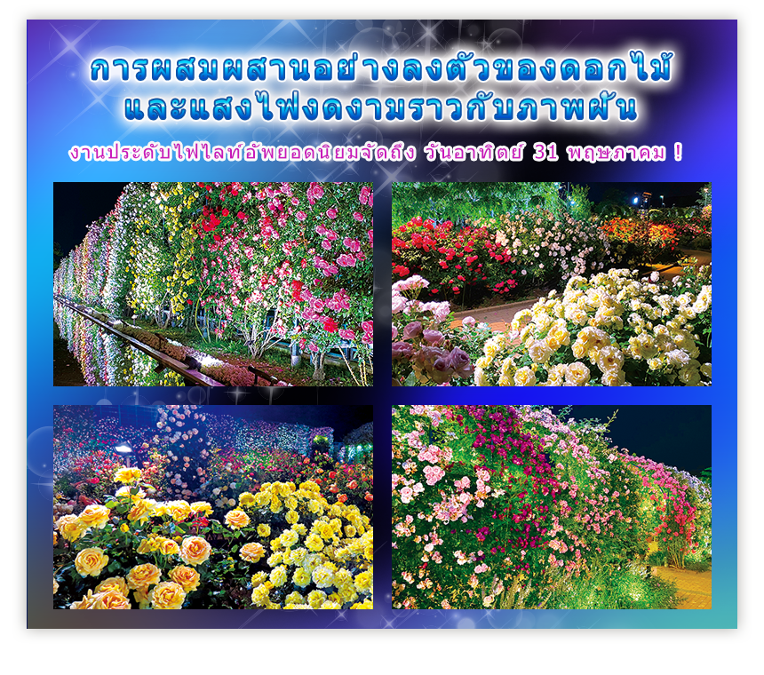 การผสมผสานอย่างลงตัวของดอกไม้และแสงไฟงดงามราวกับภาพฝัน