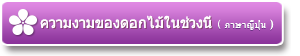 ความงามของดอกไม้ในช่วงนี้