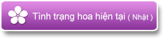Tình trạng hoa hiện tại