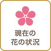 現在の花の状況