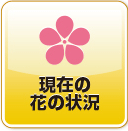 現在の花の状況