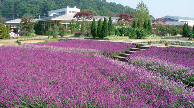 アメジストセージ