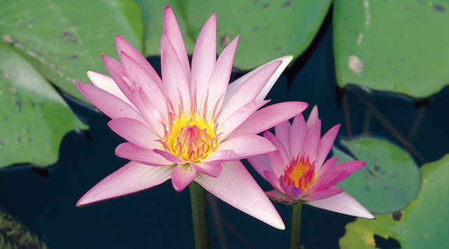 熱帯性スイレン