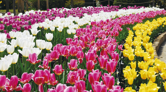 チューリップ