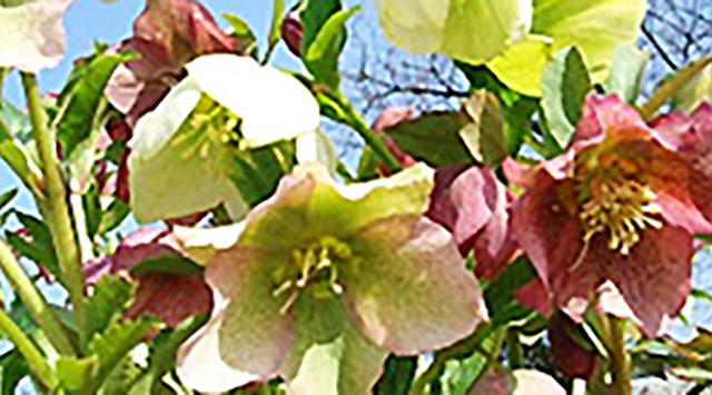 クリスマスローズ