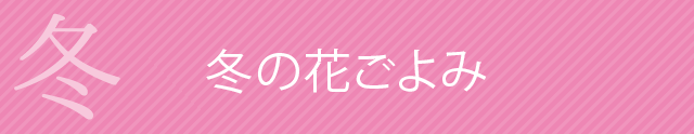 冬の花ごよみ