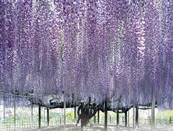 あしかがフラワーパークとは？